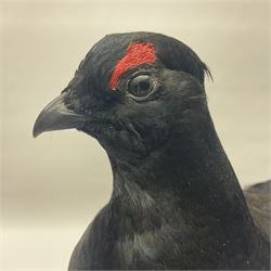 Taxidermy: Black Grouse (Lyrurus tetrix), full mount adult cockbird, open display perched upon a branch, H48cm