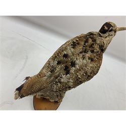 Taxidermy: Woodcock (Scolopax rusticola) standing on a log and grassy mound, on an oval wooden base H31cm