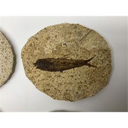 Four fossilised fish (Knightia alta) each in an individual matrix; age; Eocene period, location; Green River Formation, Wyoming, USA, largest matrix H8cm, L10cm

