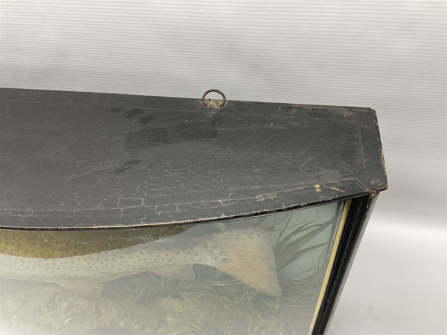 Taxidermy: Brown trout (Salmo trutta), skin mount set above a pebbled river bed with reeds and ferns, against blue painted back drop, enclosed within an ebonised bow-front display case, with 'Costa Beck June 8th 1920, Weight 3 3/4lbs',inscribed to the glass, H31cm, L62cm 