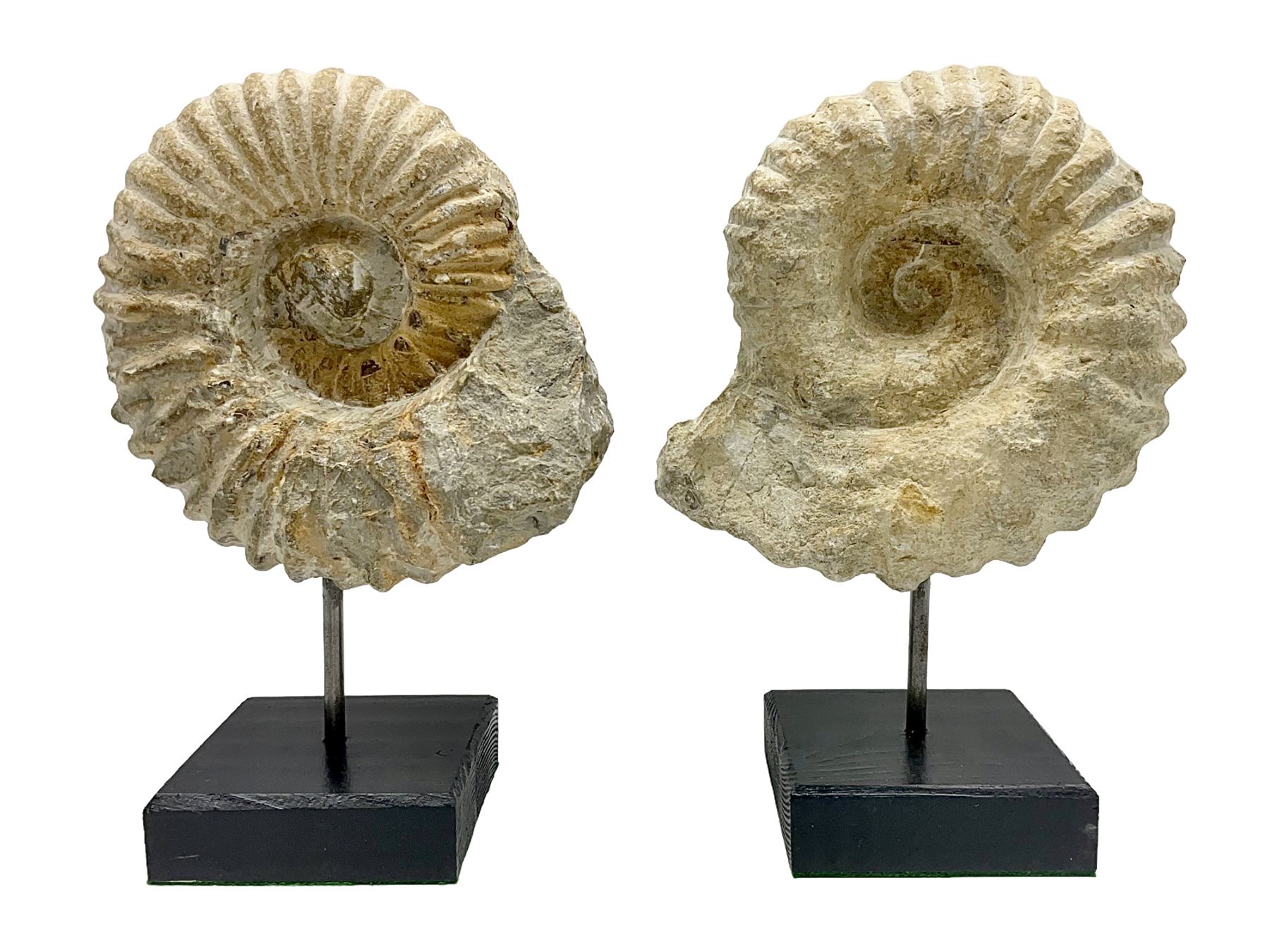 Pair of ammonite fossils, each individually mounted upon a rectangular wooden base, age; Cretaceous period, location; Morocco, H19cm