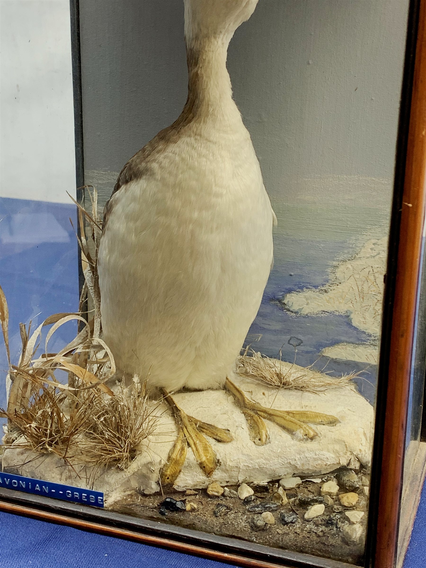 Taxidermy: Victorian cased Slavonian Grebe (Podiceps aritus), in naturalistic setting with snow covered ground work and grasses, set against a painted waterscape backdrop, encased within a pitch pine three pane display case, with paper label verso inscribed Slavonian Grebe, H35cm L25cm D15.5cm 