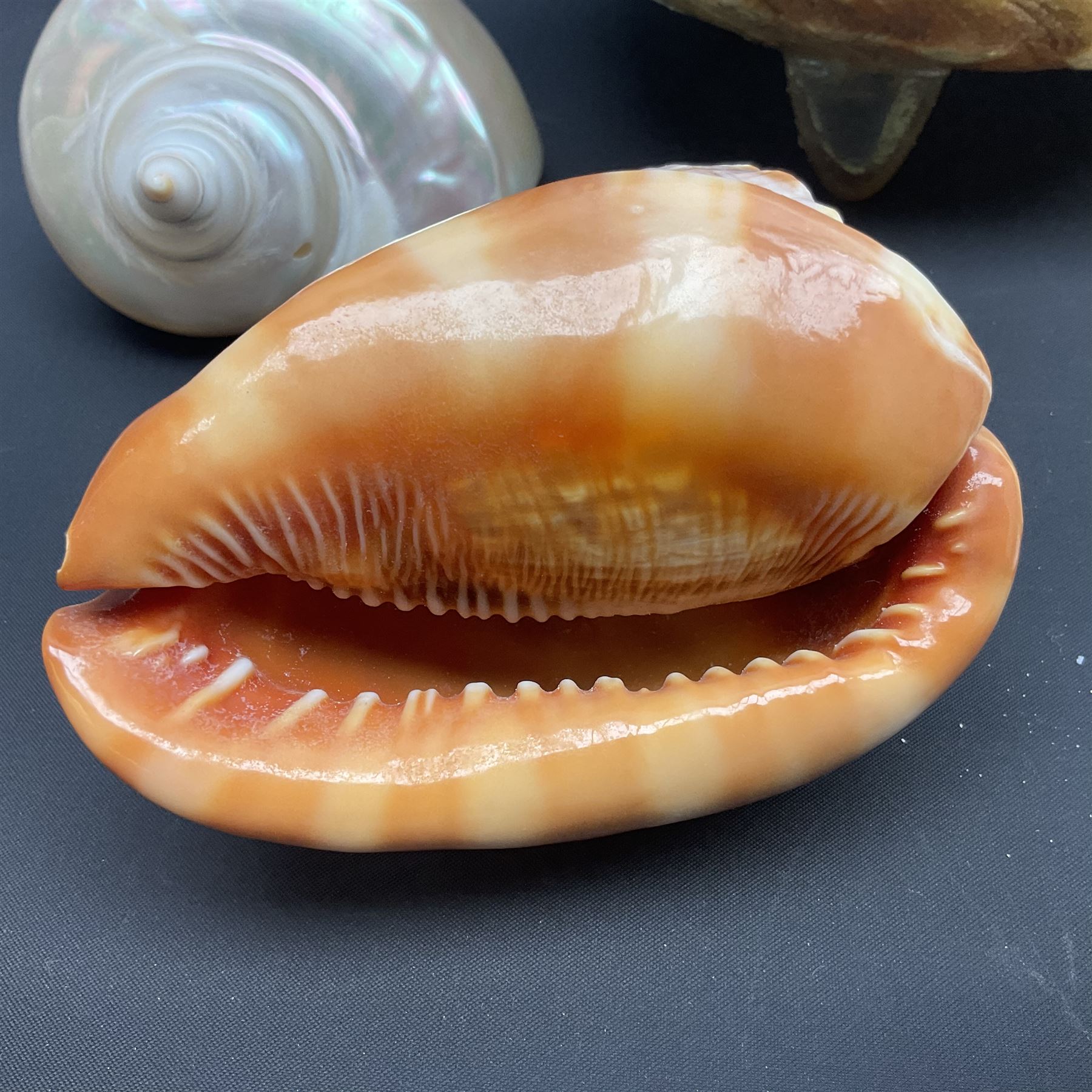 Conchology: selection of shells, including gold pearl oyster shell, mother of pearl turbo marmaratus shell, Cypraecassis Rufa red helmet shell, Mitre shell, Paua shell and others, largest D19cm