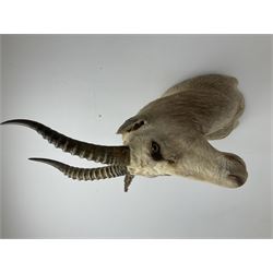 Taxidermy: White Blesbok (Damaliscus pygargus phillipsi), light coloured shoulder mount, approximately H85cm
