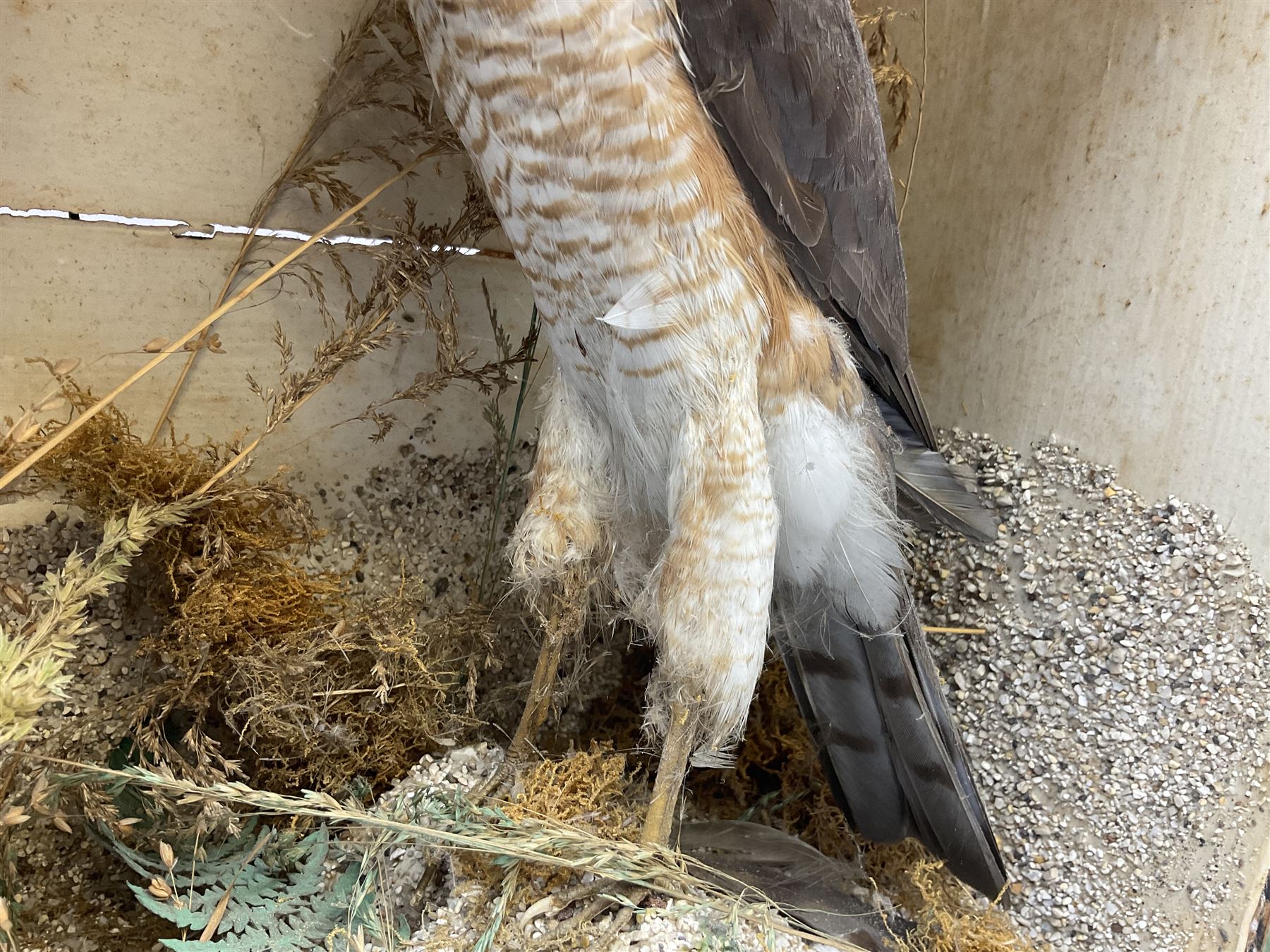 Taxidermy; Victorian cased pair of Sparrowhawks (Accipiter nisus), male and female full mounts, on a naturalistic setting, encased within an ebonised single pane display case, H40, W47cm, D19.5cm