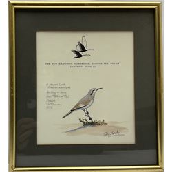 Sir Peter Markham Scott (British 1909-1989): 'A Hoopoe Lark', watercolour on headed notepaper signed titled inscribed and dated 'Jeddah 23rd January 1976', 18cm x 16cm