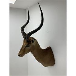 Taxidermy: Common Impala (Aepyceros melampus), adult male shoulder mount looking straight ahead, approximately H90cm
