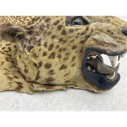 Taxidermy: Early 20th century Indian leopard (Panthera pardus fusca), adult skin rug with head mount, mouth agape, with limbs outstretched, nose to tail L156cm
