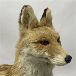 Taxidermy: European Red Fox (Vulpes vulpes), full mount adult on open display with standing alert with ears forward front paw raised, upon a naturalist base, H62cm, L78cm