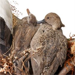 Taxidermy - Common Eider (Somateria Mollissima), full male and female adult mounts, together with two further ducks, mounted on naturalistic base, W90cm