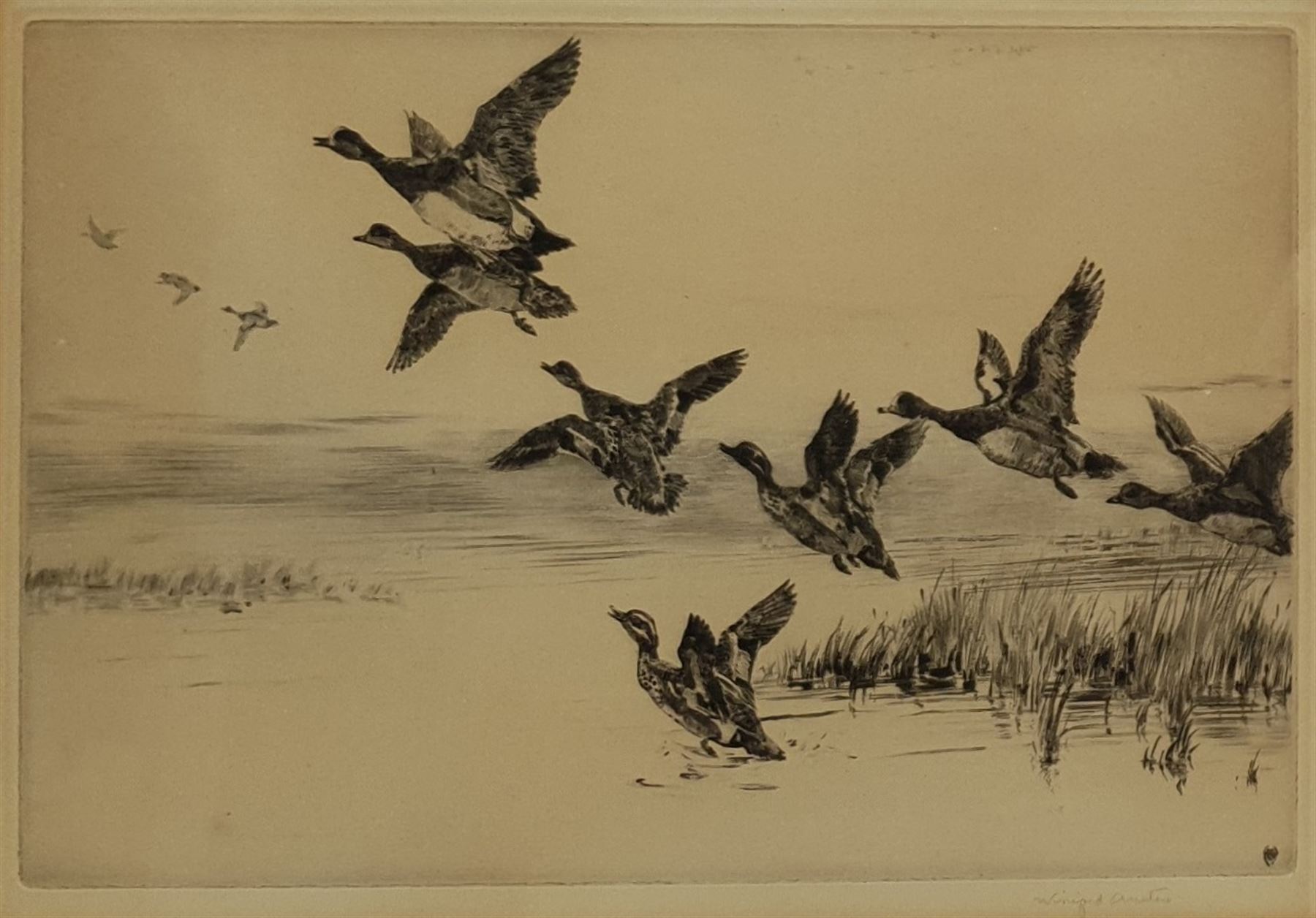 Winifred Maria Louise Austen (British 1876-1964): Mallards in Flight, drypoint etching signed in pencil 22cm x 30cm
