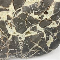 Septarian slice, polished, with a calcite centre and argonite/siderite lines within limestone rock, L26cm, W19cm