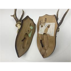 Antlers/Horns: Roe Deer (Capreolus capreolus) ten pairs of roe deer antlers mounted upon wooden shields, shield H20cm 