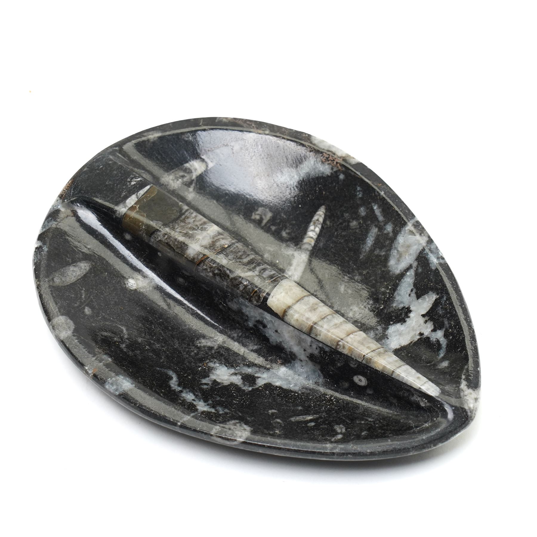 Oval dish with orthoceras inclusions W26cm and a similar smaller dish (2)