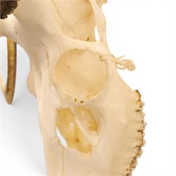 Antlers/Horns - Pair of Red Deer (Cervus elaphus) antlers on skull, H117cm