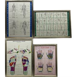'Muscle Chart 1 & 2', pair educational posters from Paul Blakey's 'The Muscle Book' together with 'Reflexology Chart' and 'Hand Chart' max 70cm x 49cm (4)