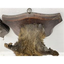 Taxidermy: Red fox masks (vulpes vulpes), the first example an unusual dark coloured adult head looking straight ahead, the second mount turning to the right with mouth agape bearing teeth, both on wooden shields 