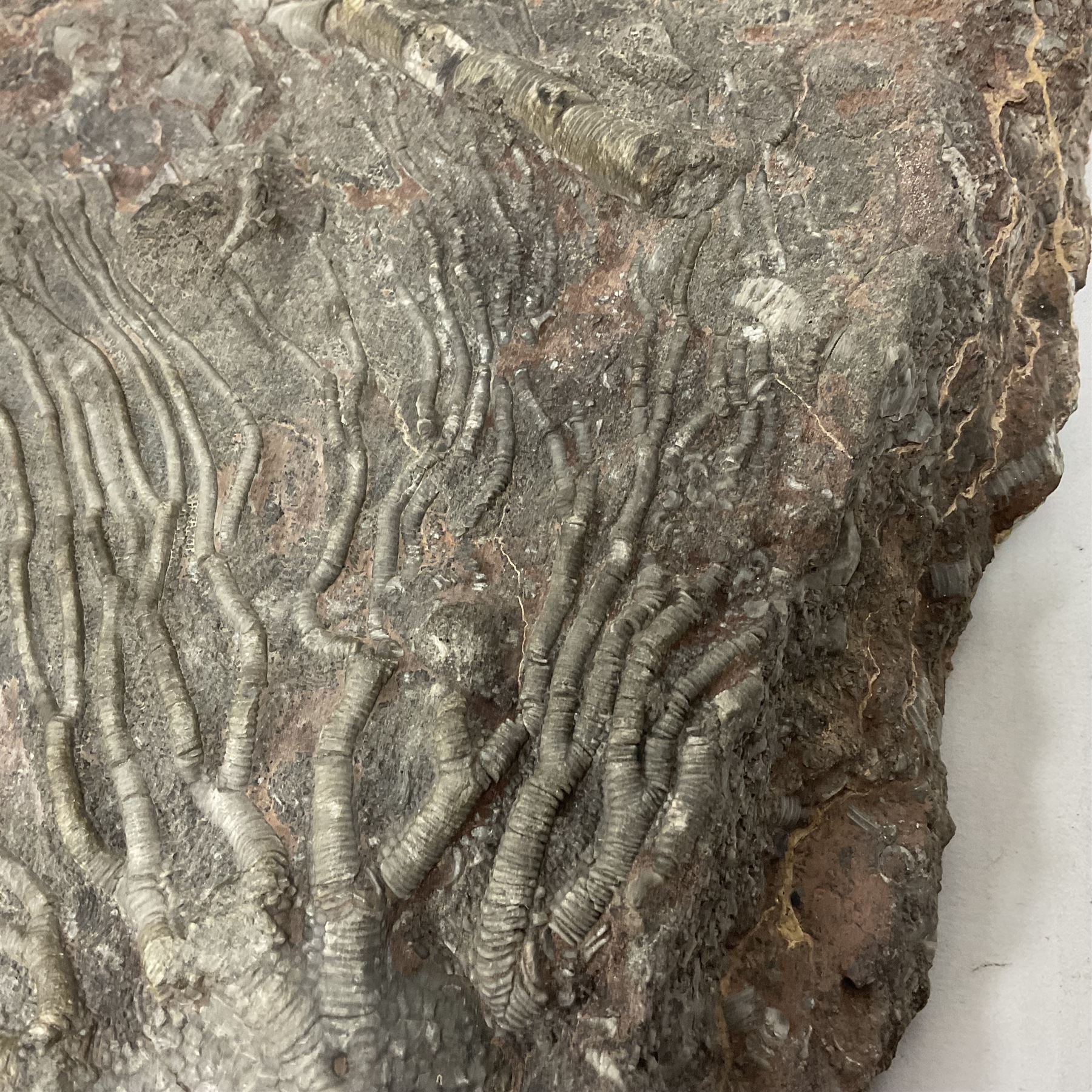 Crinoid sea bed plaque, with partial Scyphocrinites crinoid specimen, age; Silurian period, location; Morocco, L32cm L17cm 