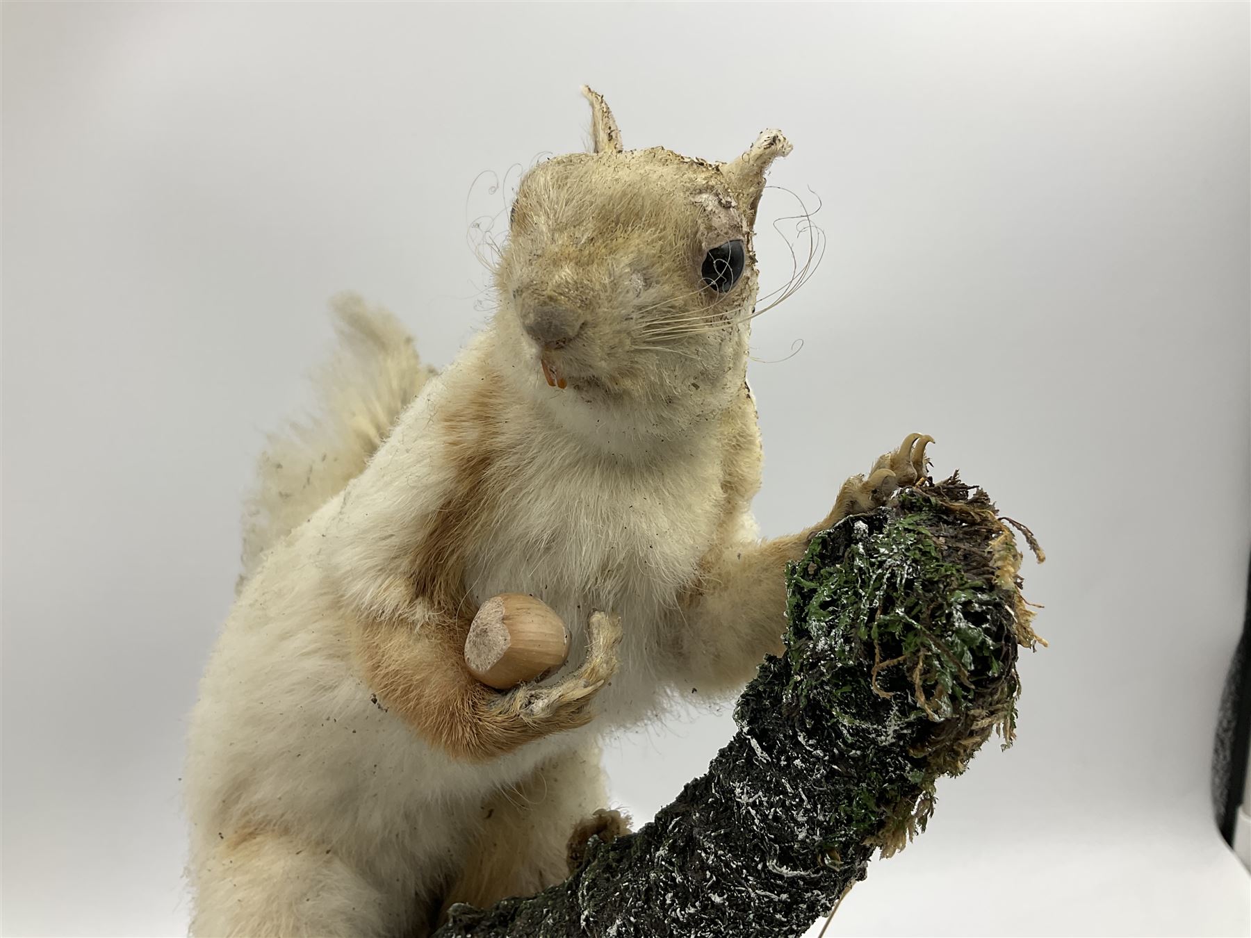 Taxidermy: Victorian cased Red Squirrel (Sciurus vulgaris), full mount holding a hazelnut, upon naturalistic ground, enclosed beneath a period oval glass dome with ebonised base, raised upon four bun feet H44cm D15cm W24cm