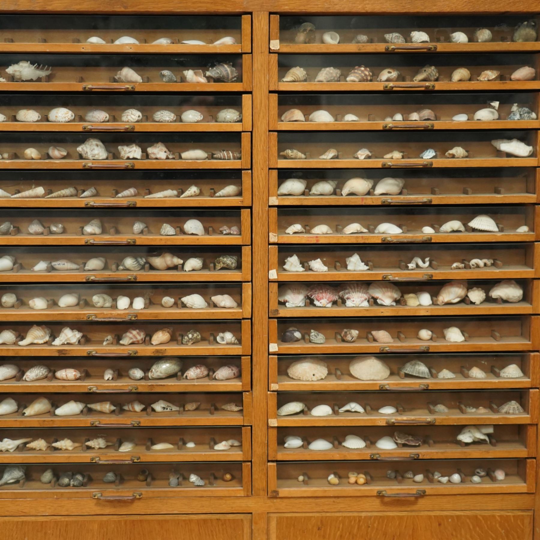 Sylko display cabinet, with fifty drawers with glass fronts, each drawer divided into eight sections displaying shells, with two door cupboard beneath