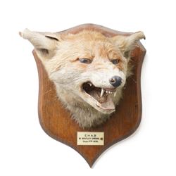 Taxidermy: European Red Fox Mask (Vulpes vulpes) on an oak wall shield with a label inscri...