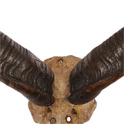 Horns/Antlers; pair of Kudu (Strepsiceros strepsiceros) horns, H95cm