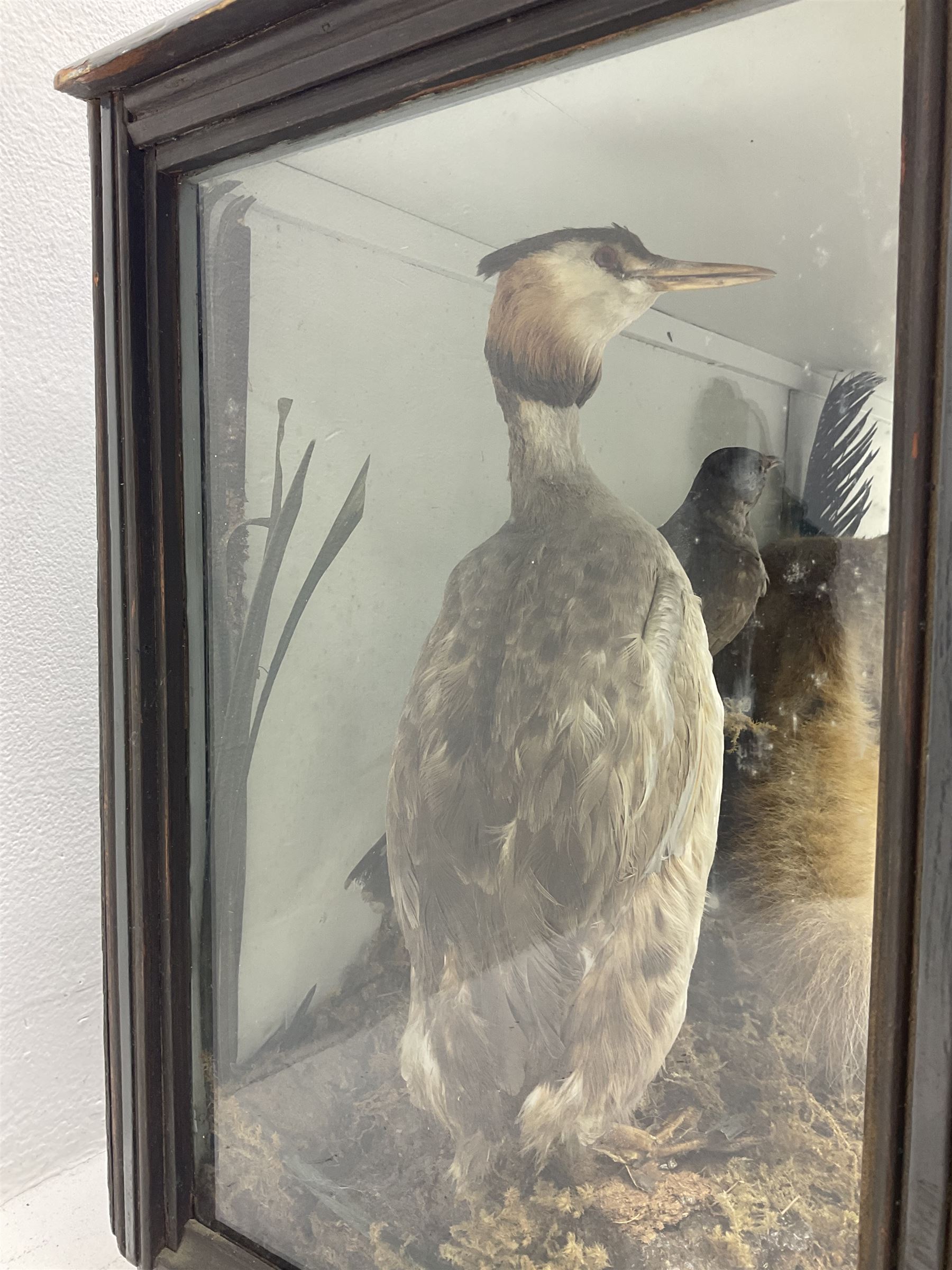 Taxidermy: 19th century cased display Red Fox (Vulpes vulpes) with pray, weasels (Mustela), Great Crested Grebe (Podiceps cristatus), and other birds in a naturalistic setting against a painted backboard, encased within an ebonised three pane display case, H56cm D38cm W113cm