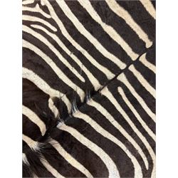 Skins/Hides: Zebra Skin (Equus quagga), adult flank hide with shortened limbs, L130cm, W132cm