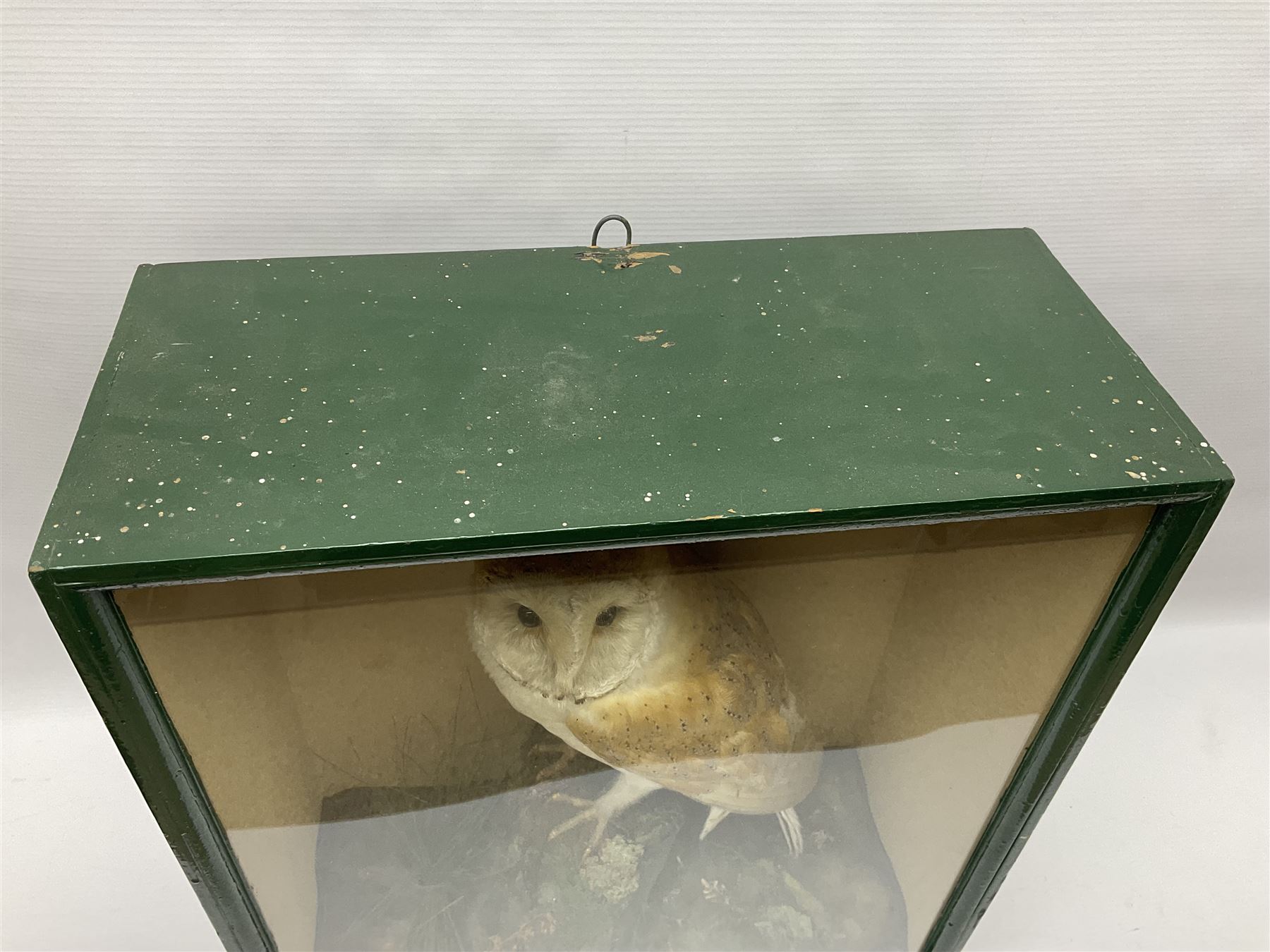 Taxidermy: Victorian cased Barn Owl (Tyto alba), full adult mount perched upon a tree stump amidst a natural setting, encased with an green single- glass display case, H46cm, L39cm, D17cm 