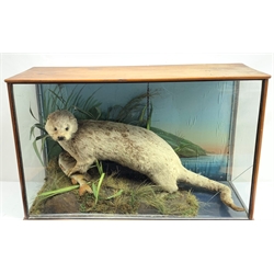 Taxidermy: Edwardian cased otter (Lutra lutra), standing over a fish, in naturalistic setting with grass ad moss covered groundwork, further detailed with reeds and simulated water, set against a painted riverscape backdrop, enclosed within a pitch pine three pane display case, traces of paper label verso inscribed 'Otter caught by Richard Smith 1908 Sunday', H50.5cm L80.5cm D30cm  