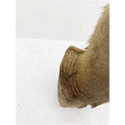 Taxidermy: Greater Kudu (Tragelaphus Strepsiceros), adult male shoulder mount, H170cm