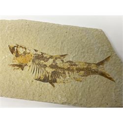 Three fossilised fish (Knightia alta) each in an individual matrix, age; Eocene period, location; Green River Formation, Wyoming, USA, largest matrix H9cm, L15cm