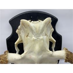 Antlers/Horns: Pair of European Moose (Alces alces) horns with upper skull, mounter upon a wooden shield, H45cm