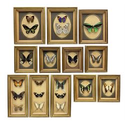 Entomology: Twelve framed displays contain twenty specimens of tropical moths and butterflies, each mounted within matching wall hanging picture frames of various sizes, specimens including Ornithoptera Priamus, Parthenos Sylvia, Chrysiridia Rhipheus, Salamis Cacta, Ornithoptera Victoriae, Charaxes Ameliae, etc, Largest L26cm W22cm 