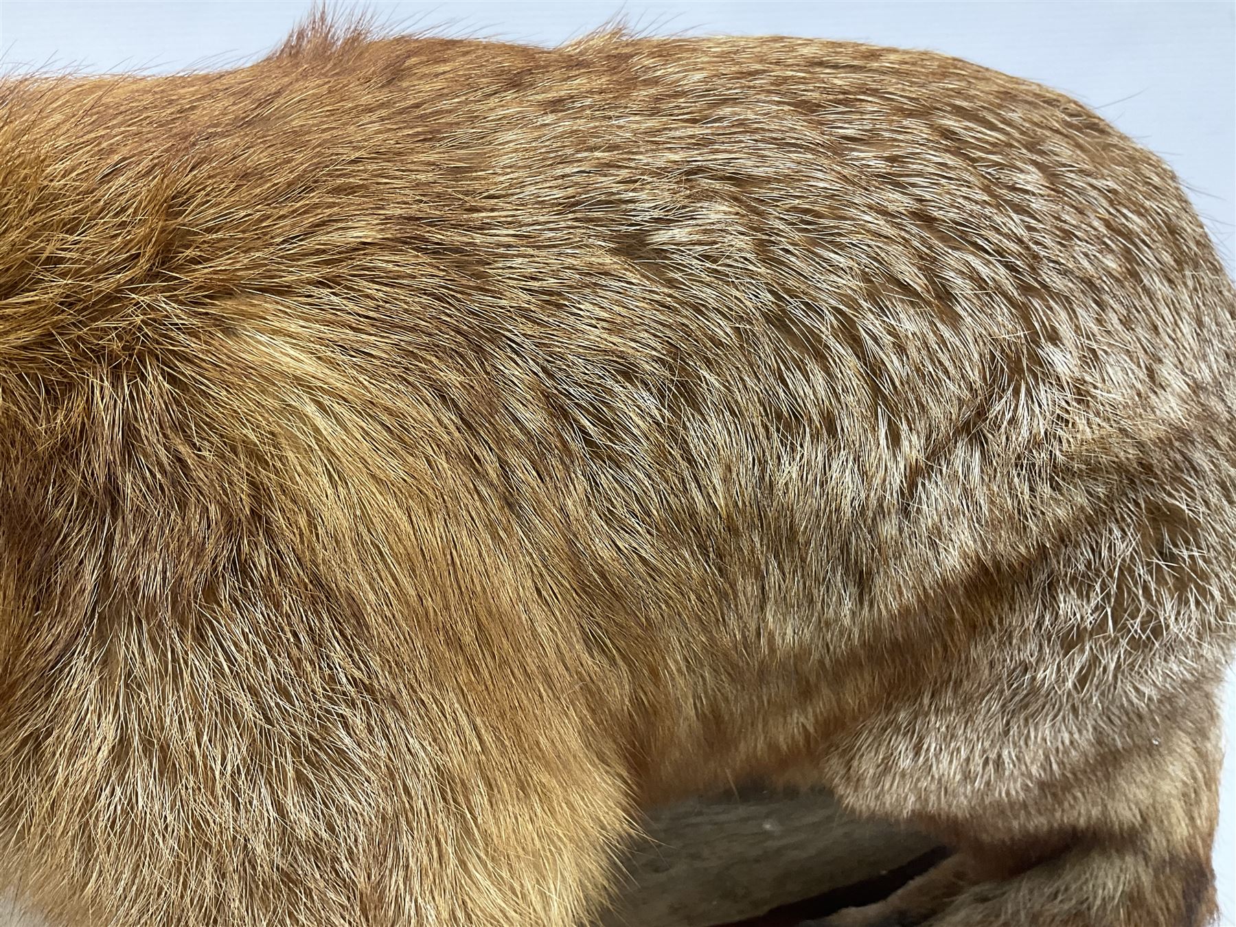 Taxidermy:  Red Fox (Vulpes vulpes), full adult mount stood upon a dry tree root and mounted on a wooden plinth, H50cm