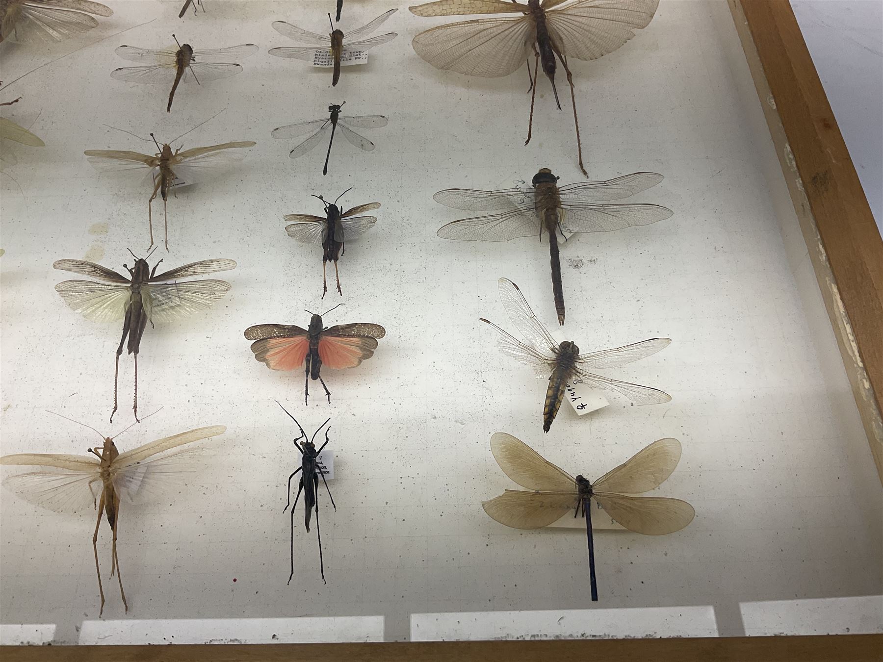 Entomology: Glazed entomology collector's drawer display of various Australian and African Locusts and Dragonflies, twenty-eight assorted specimens, collected from various regions of Australia and Africa, each with attached data labels, H42cm, L51cm