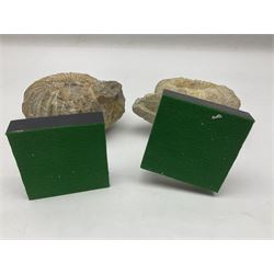 Pair of ammonite fossils, each individually mounted upon a rectangular wooden base, age; Cretaceous period, location; Morocco, H19cm