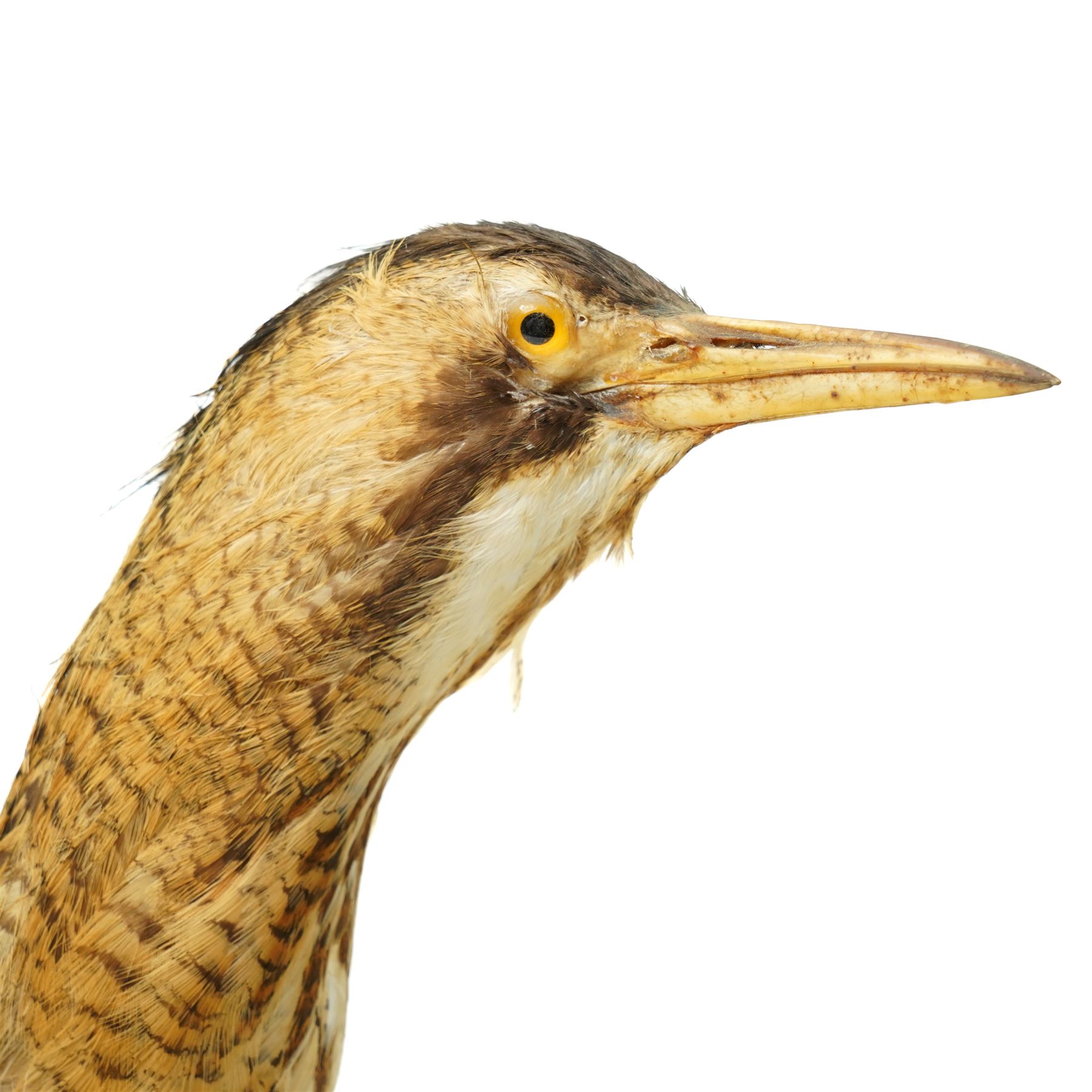 Taxidermy - Bittern (Botaurus stellaris), full adult mount upon wooden base, overall H55cm 