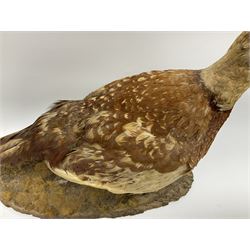 Taxidermy; Ring-necked Pheasant (Phasianus colchicus), adult female mount on open display, together with Pair of Hartebeest (Alcelaphus buselaphus) horns with upper skull, mounter upon a wooden shield, pheasant H40cm 