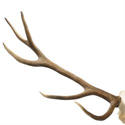 Antlers/Horns - Pair of Red Deer (Cervus elaphus) antlers on skull, H100cm