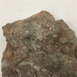 Crinoid sea bed plaque, with partial Scyphocrinites crinoid specimen, age; Silurian period, location; Morocco, L32cm L17cm 