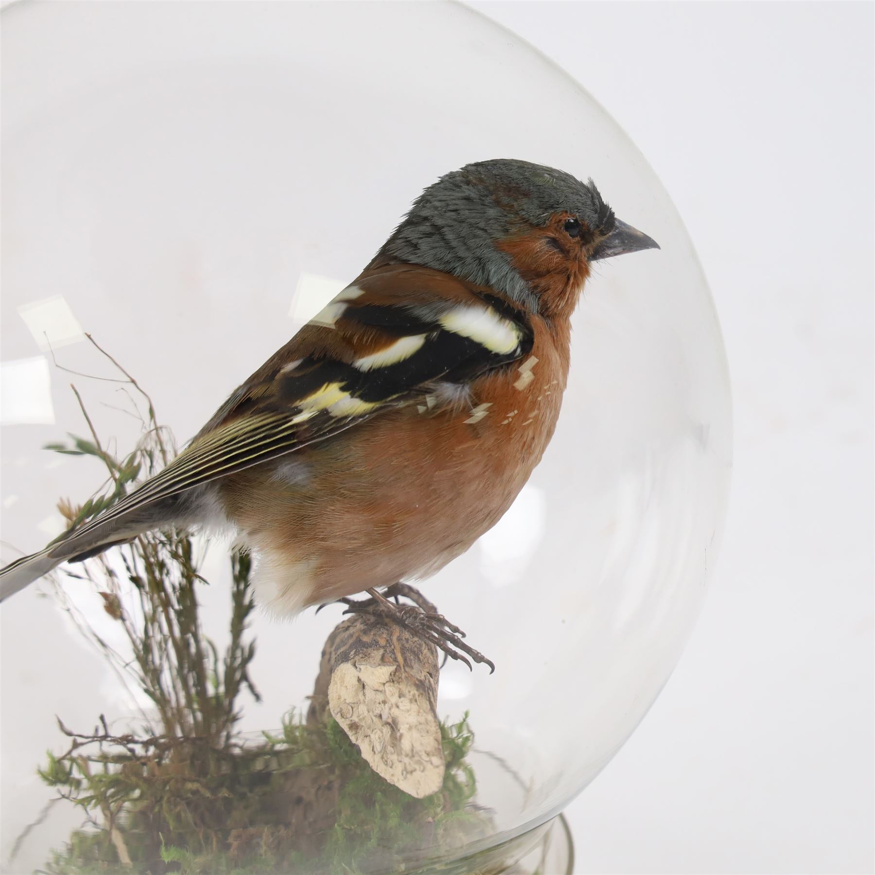 Taxidermy; Chaffinch (Eurasian chaffinch), full adult mount perched upon a branch, with a mossy ground, within a modern glass dome, H18cm