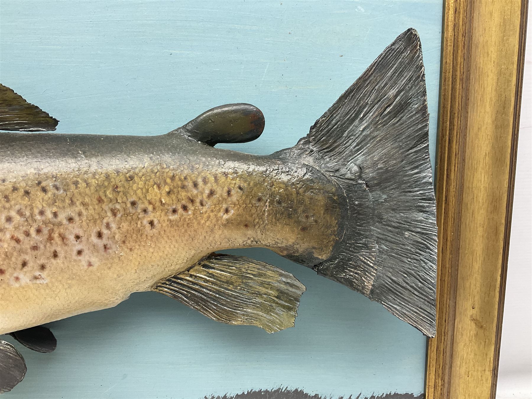 Taxidermy: Brown trout (Salmo trutta), skin mount on open display set against blue painted back drop with a gilt frame, H55cm, L89cm 