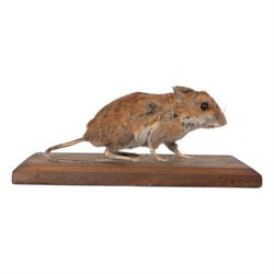 Taxidermy; Eurasian Stoat (Mustela erminea) full adult mount on open display, upon a branch, together with mouse (Apodemus sylvaticus) on open display and mouse skeleton 