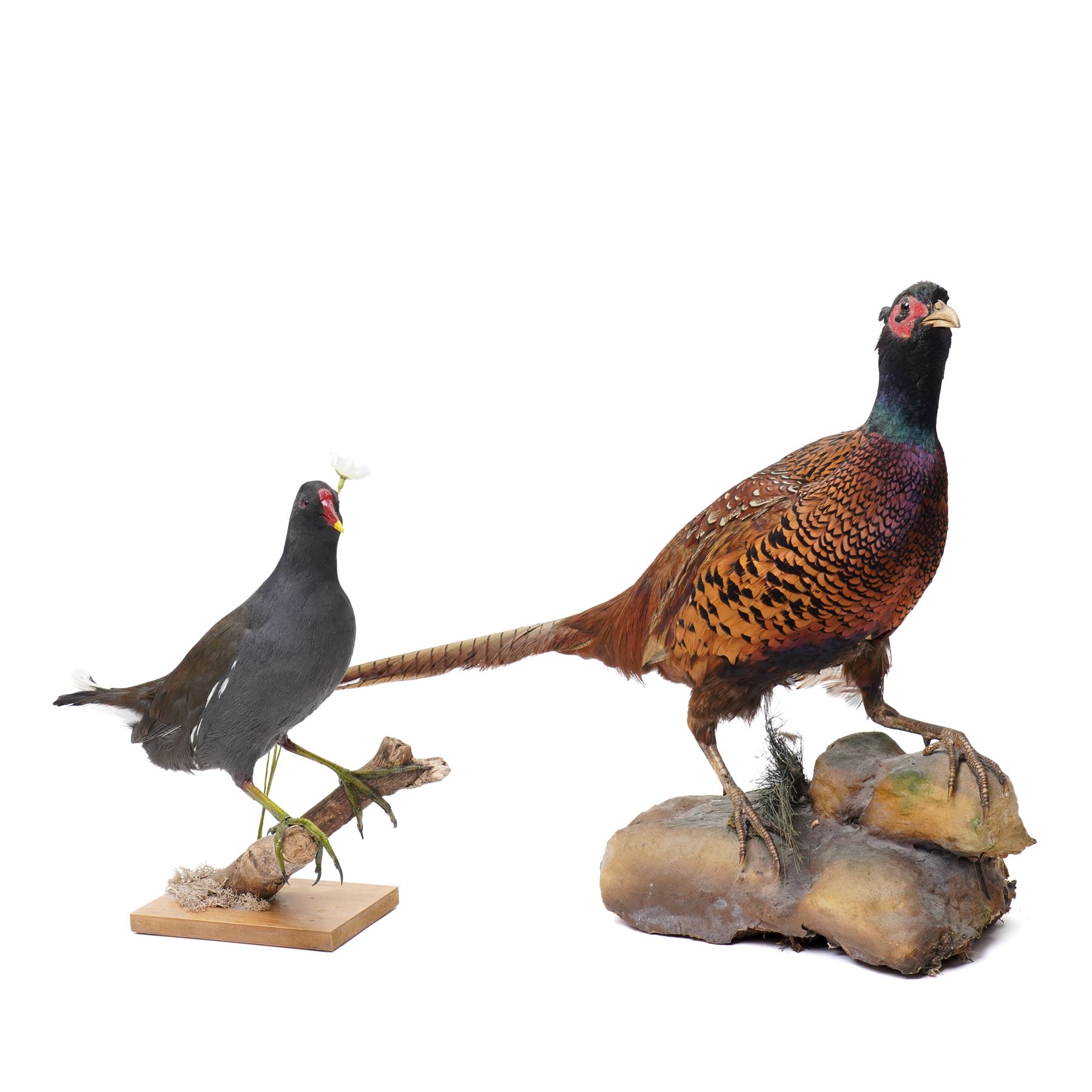 Taxidermy - Moorhen (Gallinula Chloropus), adult mount on naturalistic driftwood base, including base H32cm; Common Pheasant (Phasianus Colchicus), adult male mount on naturalistic base, including base H43cm (2)