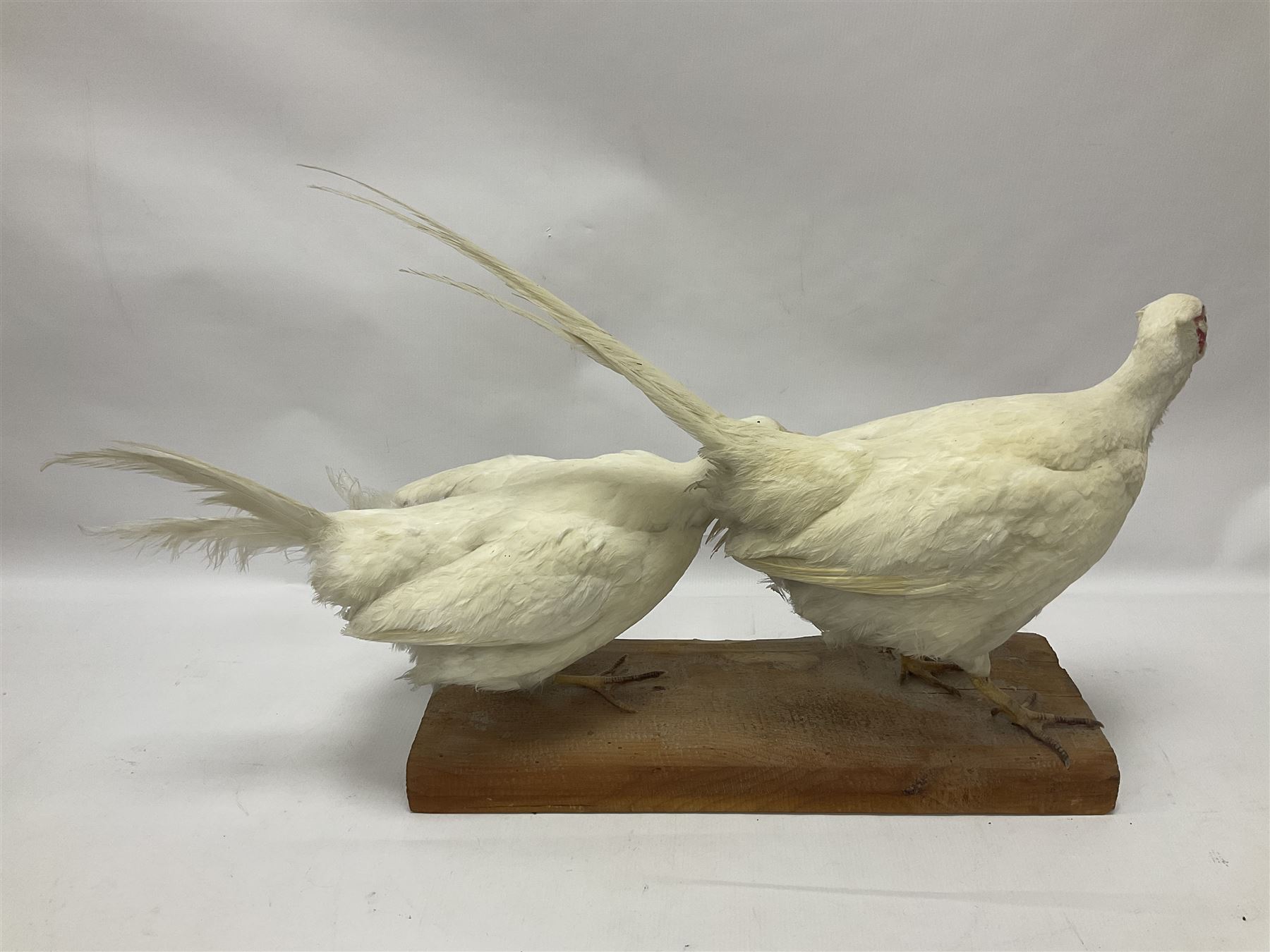 Taxidermy; pair of Common Pheasants (Phasianus Colchicus), white cock and hen adult mounts, upon a wooden base, H51cm  