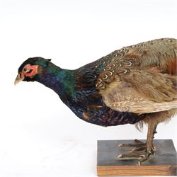 Taxidermy - Ring necked Pheasant (Phasianus Colchicus), full adult male mount, H26cm 