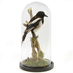 Taxidermy; Cased Magpie (Pica Pica), full adult mount perched upon a branch in a naturalistic setting with roe dear skull to the base, enclosed within glass dome, H52cm