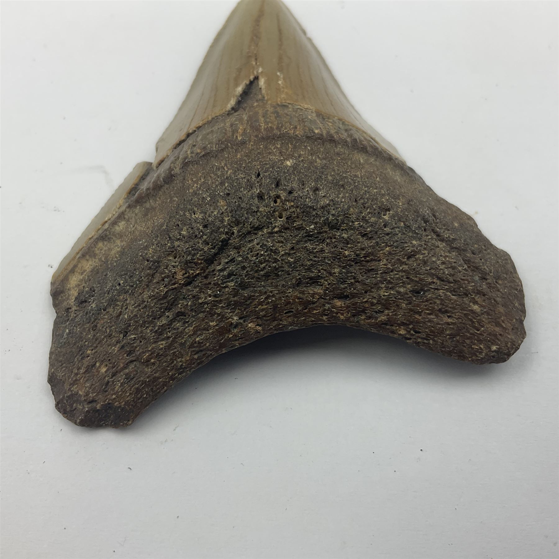 Megalodon (Otodus megalodon) tooth fossil, age; Miocene period, H6cm, W6cm