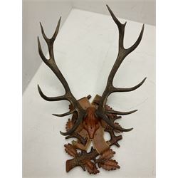 Antlers/Horns: European Royal Red Deer Antlers (Cervus elaphus hippalaphus), twelve point antlers, mounted upon a carved and pierced shield H120cm D64cm